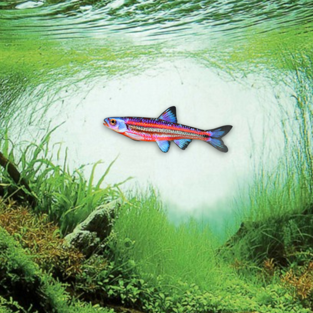Notropis chrosomus (Vairon arc-en-ciel) reflets iridescents multicolores eau froide aquarium