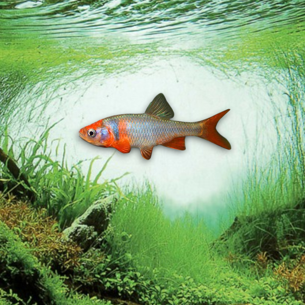 Notropis lutrensis (Vairon rouge) mâle coloration rouge-orangé intense eau froide aquarium bassin