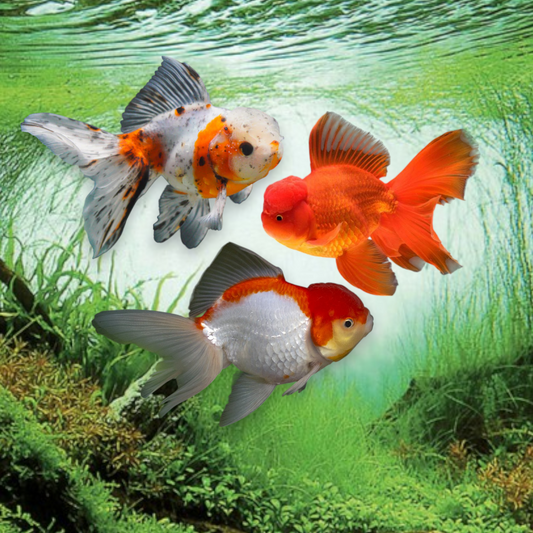 Oranda Mix 10-12 cm - Carassius auratus avec capuchon wen développé couleurs variées rouge blanc calico bassin aquarium