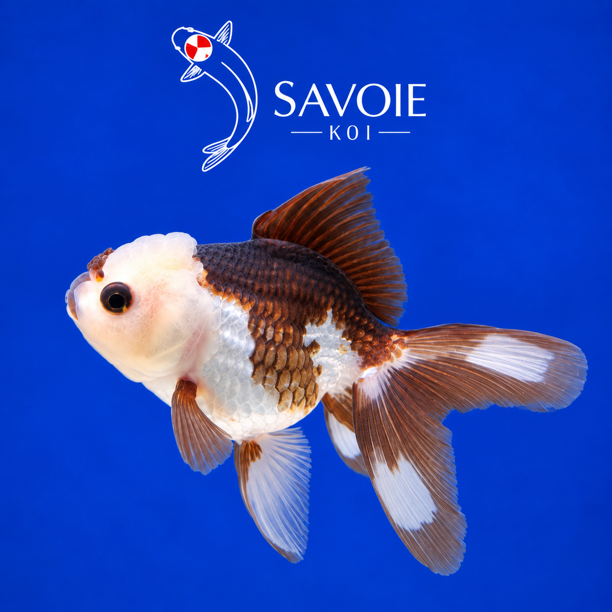 Oranda Panda de 8 à 10 cm, spécimen 12, poisson rouge d’ornement