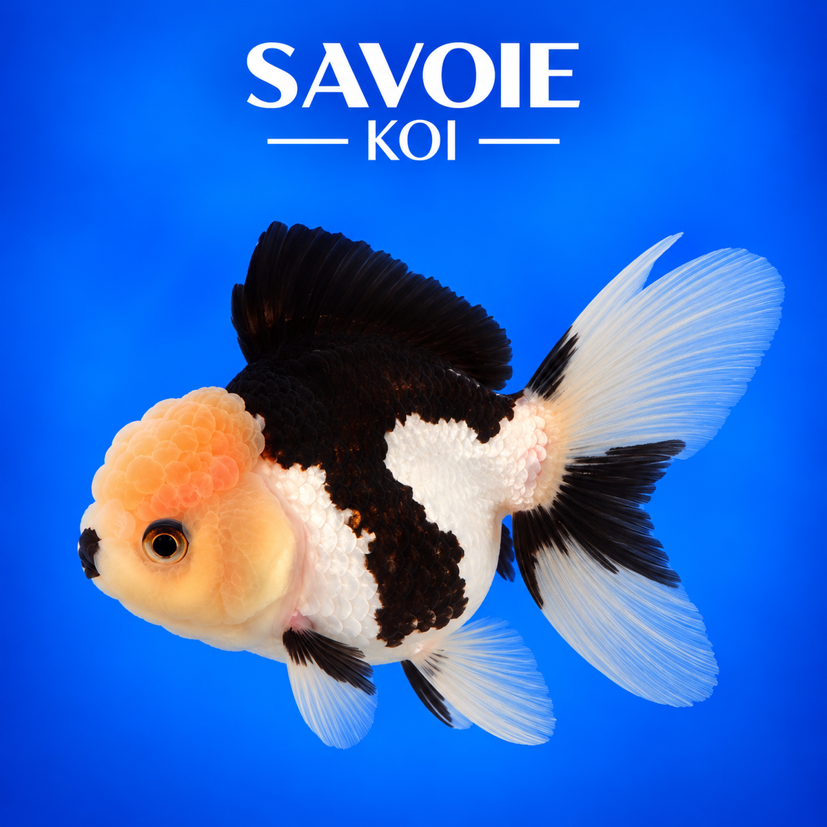 Oranda Panda noir et blanc de 8 à 10 cm, spécimen 47 sélectionné par Savoie Koi