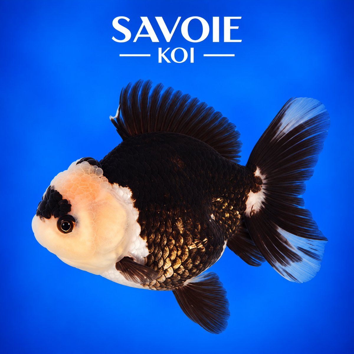 Oranda Panda noir et blanc de 8 à 10 cm, spécimen 50 sélectionné par Savoie Koi