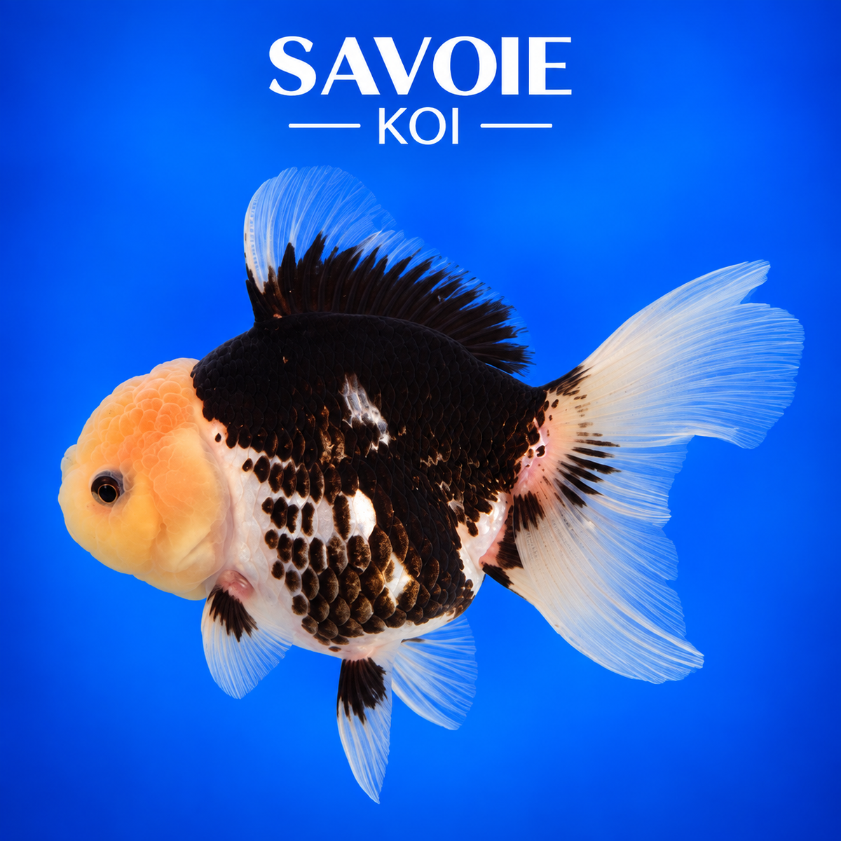 Oranda Panda noir et blanc de 8 à 10 cm, spécimen 51 sélectionné par Savoie Koi 