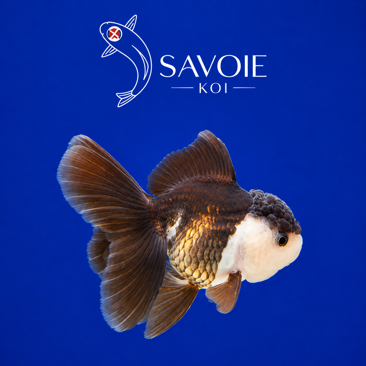 Oranda Panda 8-10 cm - Spécimen 1 | Poisson rouge premium noir et blanc, nageoires voile, fond bleu | Savoie Koi