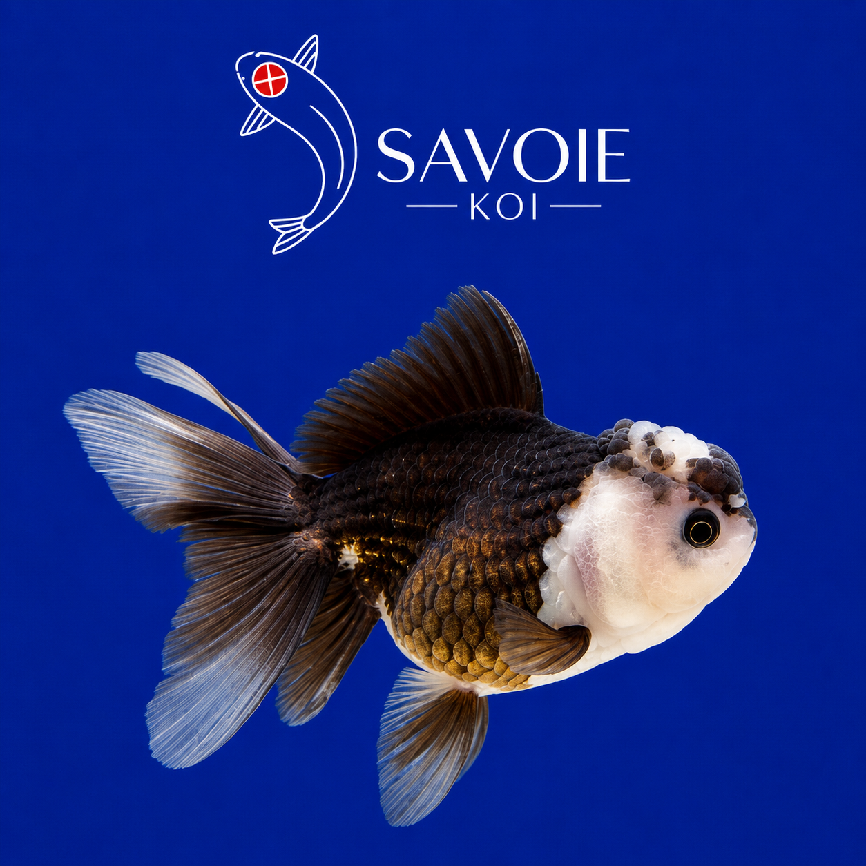 Oranda Panda 8-10 cm - Spécimen 2 | Poisson rouge premium noir et blanc, wen développé, nageoires translucides | Savoie Koi