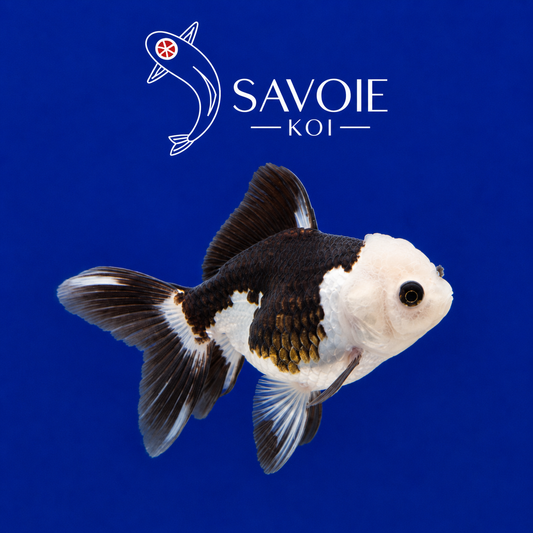 Oranda Panda 8-10 cm - Spécimen 4 | Poisson rouge premium dominante blanche, taches noires, wen nacré | Savoie Koi