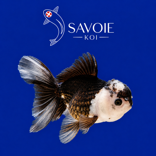 Oranda Panda 8-10 cm - Spécimen 3 | Poisson rouge premium noir intense, masque blanc, nageoires translucides | Savoie Koi