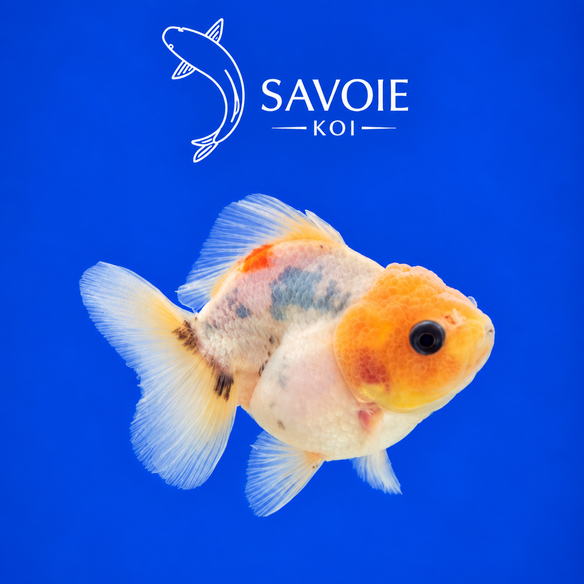 Oranda Short Tail Calico de 8 à 10 cm, spécimen 19, poisson rouge d’ornement à robe calico et queue courte