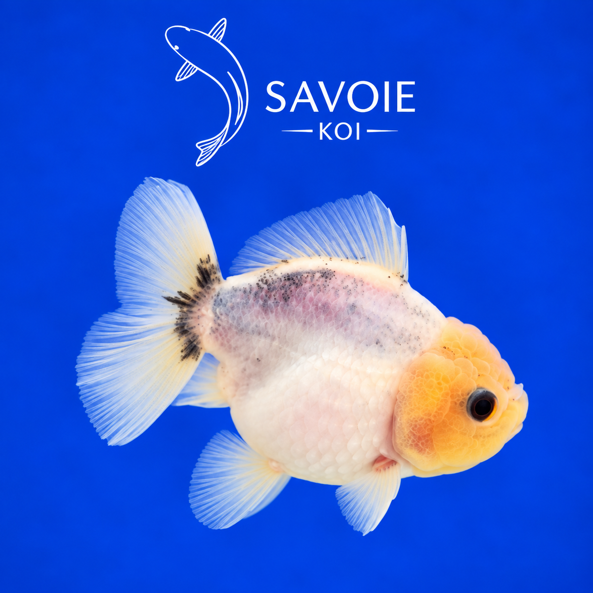 Oranda Short Tail Calico de 8 à 10 cm, spécimen 20, poisson rouge d’ornement à robe calico et queue courte