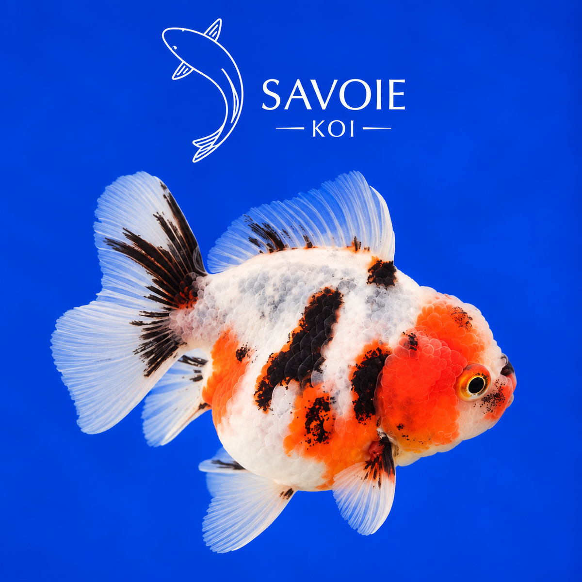 Oranda Short Tail Calico de 8 à 10 cm, spécimen 21, poisson rouge d’ornement à robe calico et queue courte