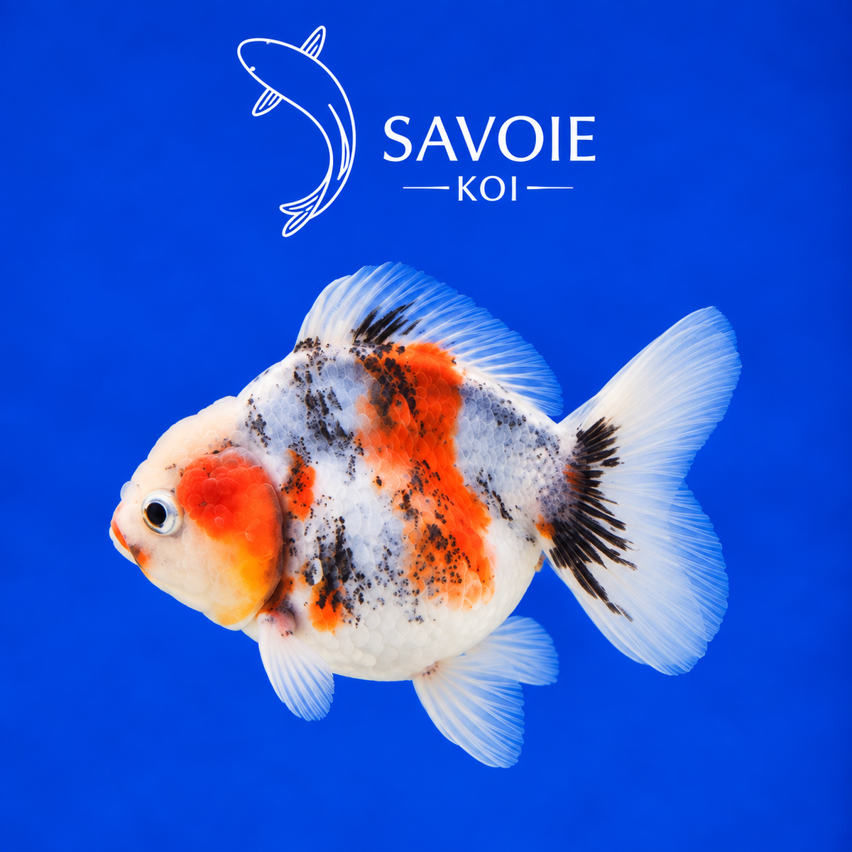 Oranda Short Tail Calico de 8 à 10 cm, spécimen 22, poisson rouge d’ornement à robe calico et queue courte