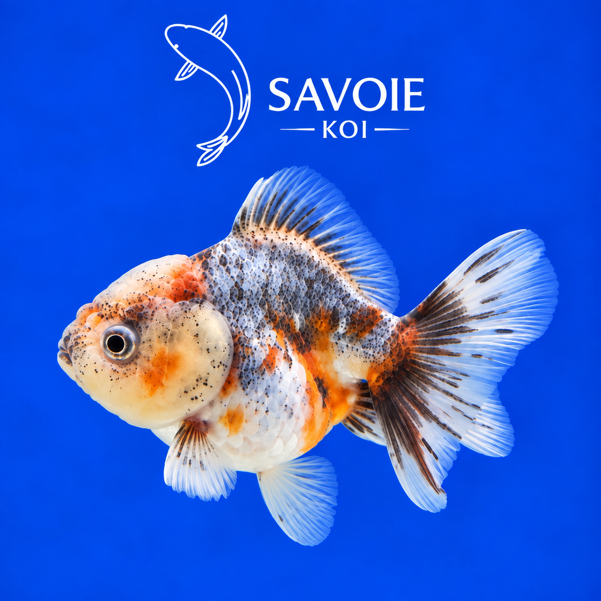 Oranda Short Tail Calico de 8 à 10 cm, spécimen 23, poisson rouge d’ornement à robe calico et queue courte