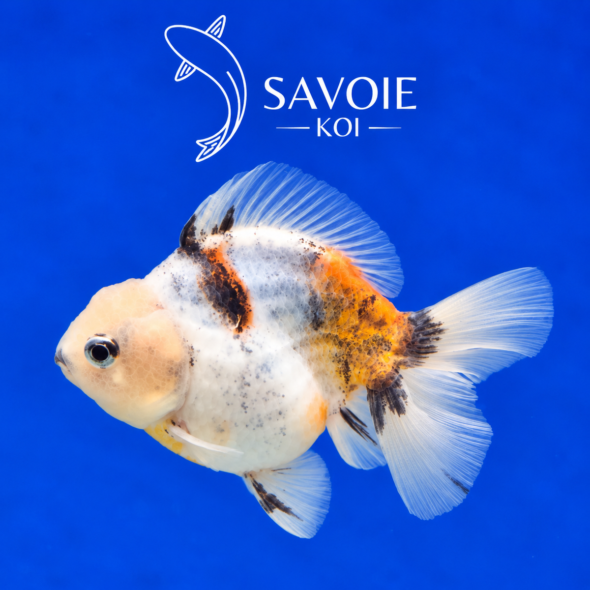 Oranda Short Tail Calico de 8 à 10 cm, spécimen 24, poisson rouge d’ornement à robe calico et queue courte