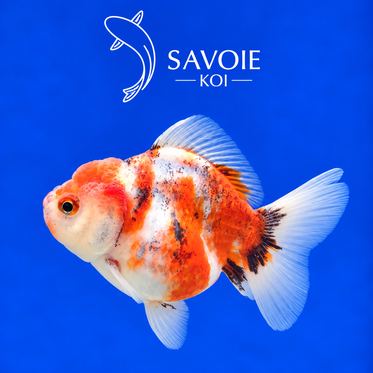 Oranda Short Tail Calico de 8 à 10 cm, spécimen 25, poisson rouge d’ornement à robe calico et queue courte