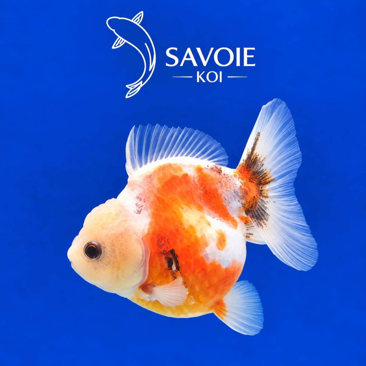 Oranda Short Tail Calico de 8 à 10 cm, spécimen 26, poisson rouge d’ornement à robe calico et queue courte