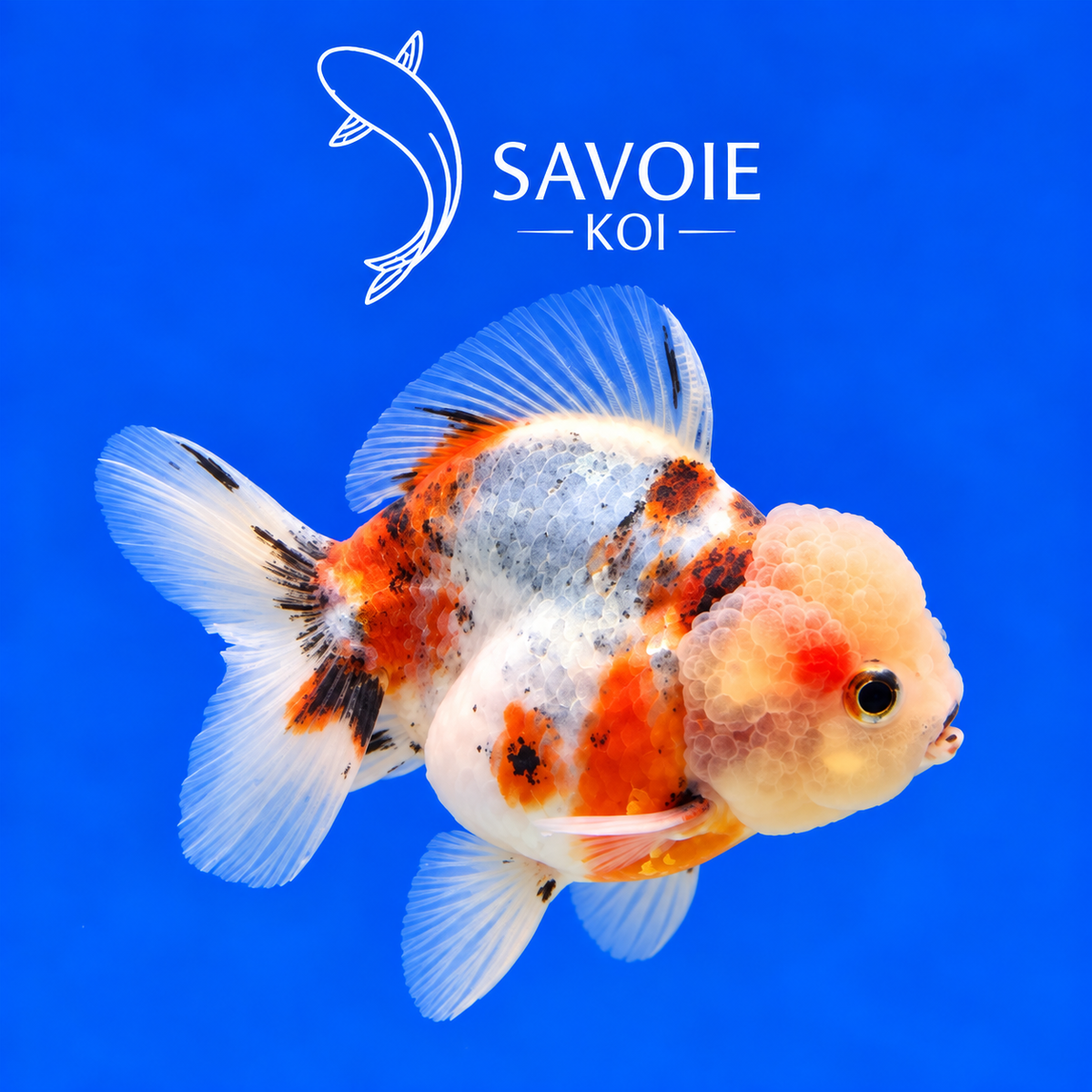Oranda Short Tail Calico de 8 à 10 cm, spécimen 27, poisson rouge d’ornement à robe calico et queue courte