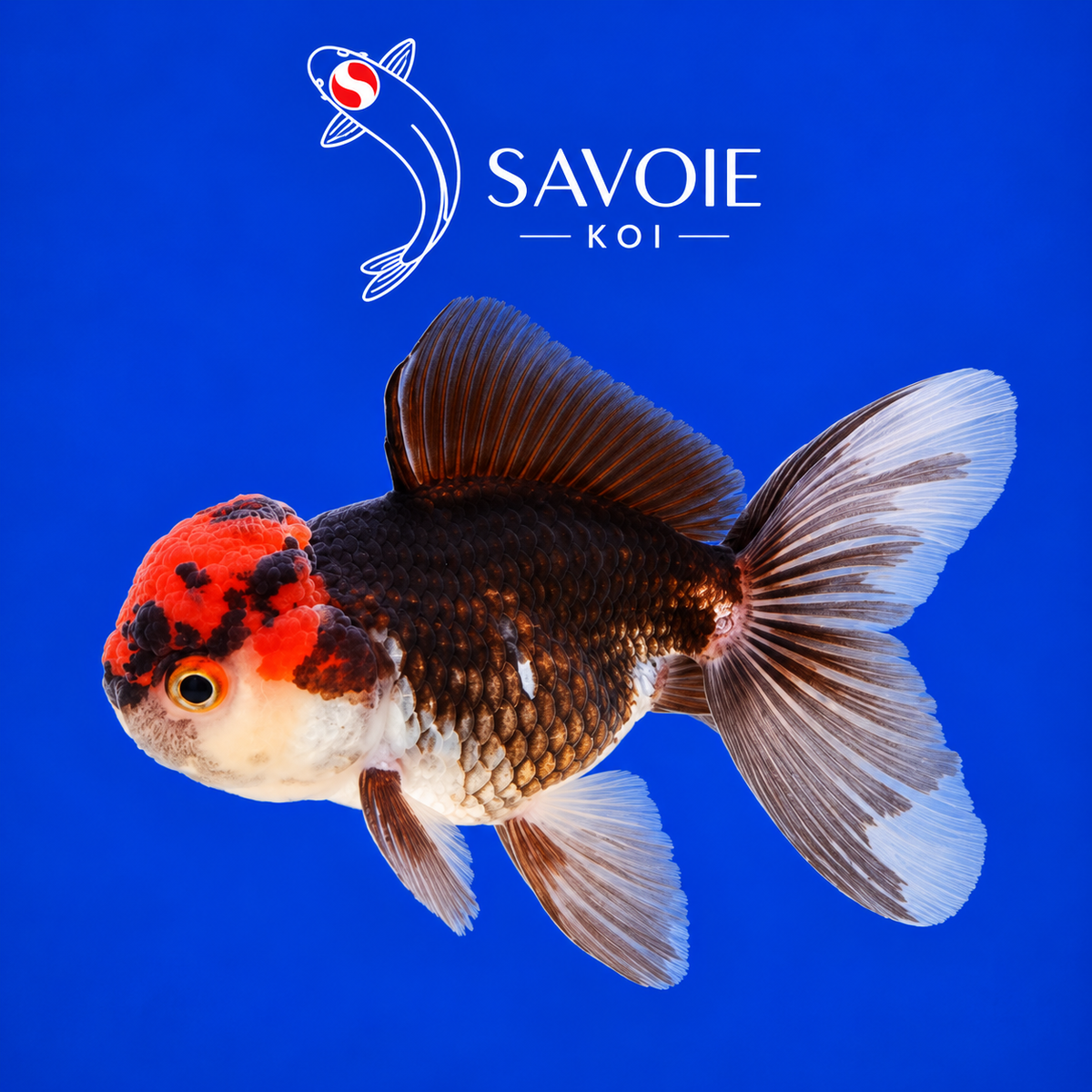 Oranda Tricolore de 8 à 10 cm, spécimen 13, poisson rouge d’ornement