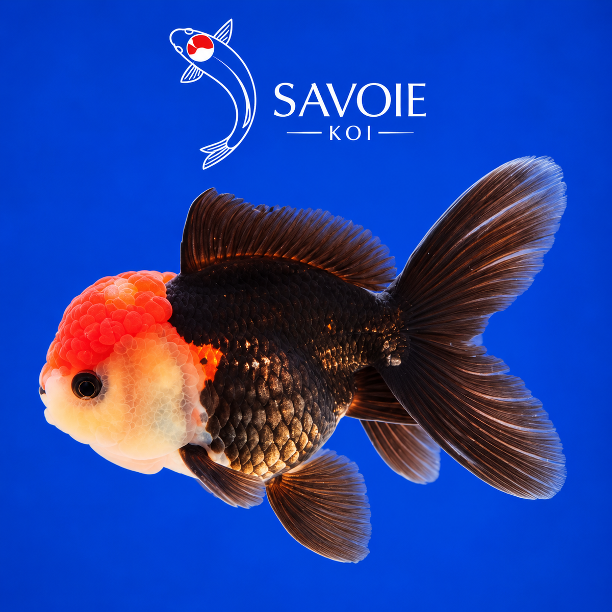 Oranda Tricolore de 8 à 10 cm, spécimen 14, poisson rouge d’ornement