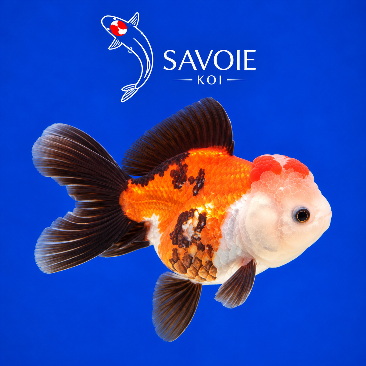 Oranda Tricolore de 8 à 10 cm, spécimen 16, poisson rouge d’ornement