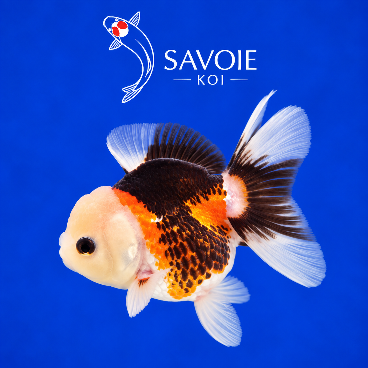 Oranda Tricolore de 8 à 10 cm, spécimen 17, poisson rouge d’ornement