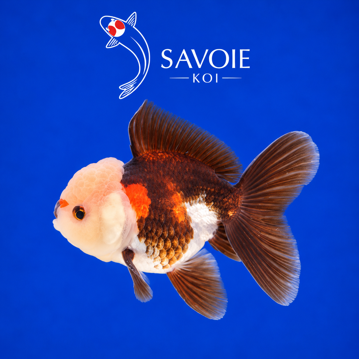 Oranda Tricolore de 8 à 10 cm, spécimen 18, poisson rouge d’ornement