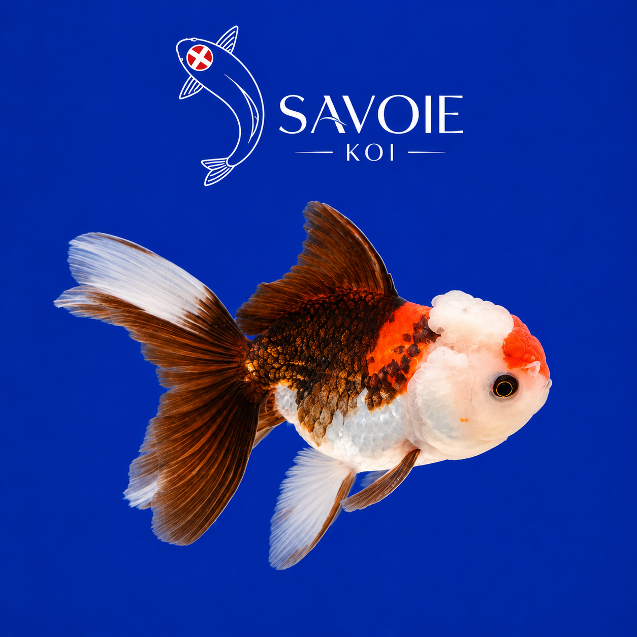 Oranda Tricolore 8-10 cm - Spécimen 10 | Poisson rouge premium orange vif, blanc nacré et brun, wen coloré, nageoires voile bicolores | Savoie Koi