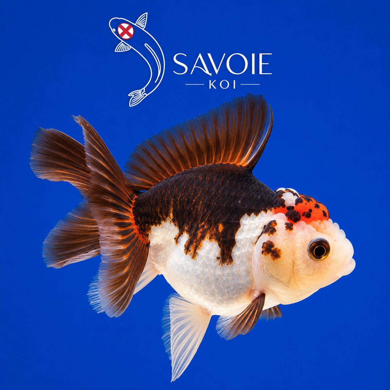 Oranda Tricolore 8-10 cm - Spécimen 5 | Poisson rouge premium noir, blanc et orange, wen coloré, nageoires voile | Savoie Koi