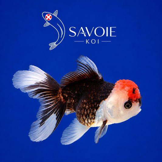 Oranda Tricolore 8-10 cm - Spécimen 7 | Poisson rouge premium noir et blanc, wen rouge écarlate, nageoires translucides | Savoie Koi