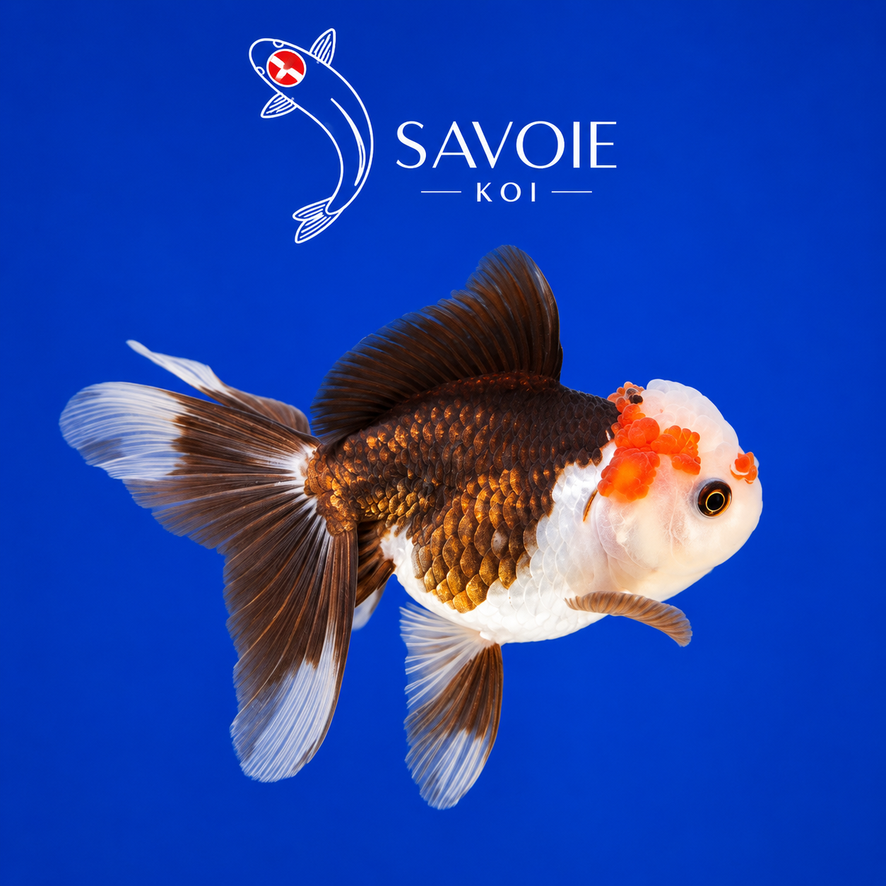 Oranda Tricolore 8-10 cm - Spécimen 9 | Poisson rouge premium brun doré et blanc, wen orange vif lobé, nageoires bicolores | Savoie Koi