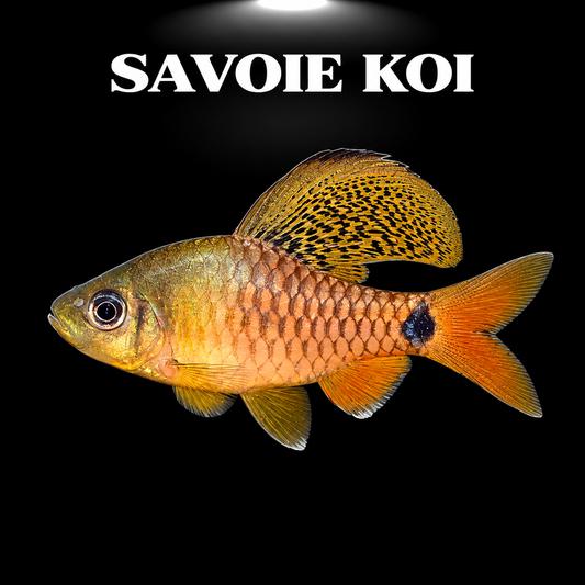 Oreichthys crenuchoides 3 cm — nano poisson cyprinidé aux nageoires voilées pour aquarium planté