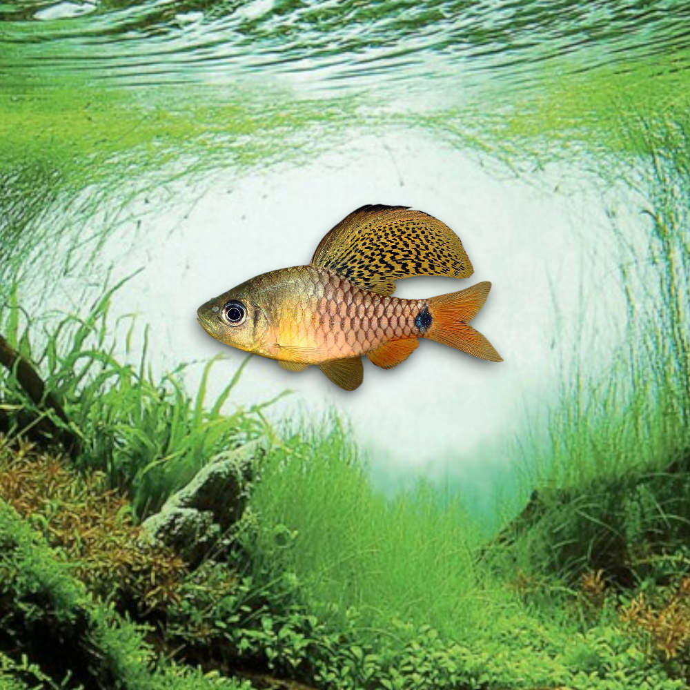 Oreichthys crenuchoides 3 cm — nano poisson cyprinidé aux nageoires voilées pour aquarium planté