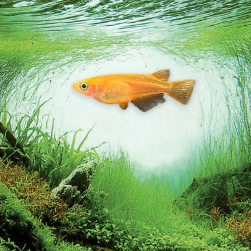 Gros plan sur un méda­ka jaune (Oryzias latipes) – reflets dorés