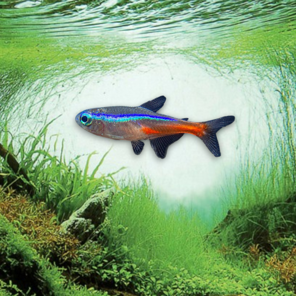 Paracheirodon innesi (Néon bleu) avec bande bleue iridescente et rouge vif, poisson d'aquarium