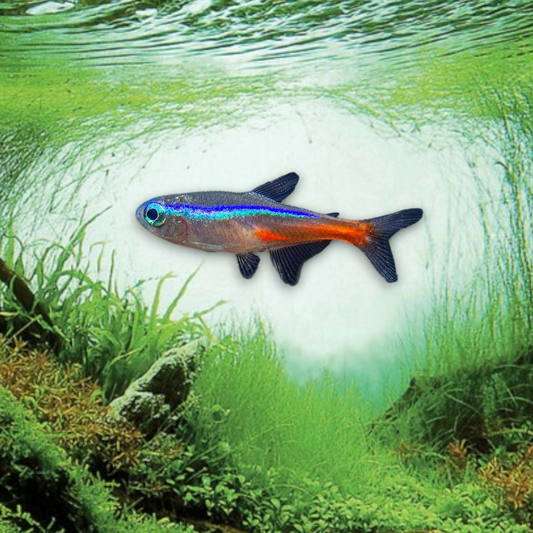 Paracheirodon innesi (Néon bleu) avec bande bleue iridescente et rouge vif, poisson d'aquarium