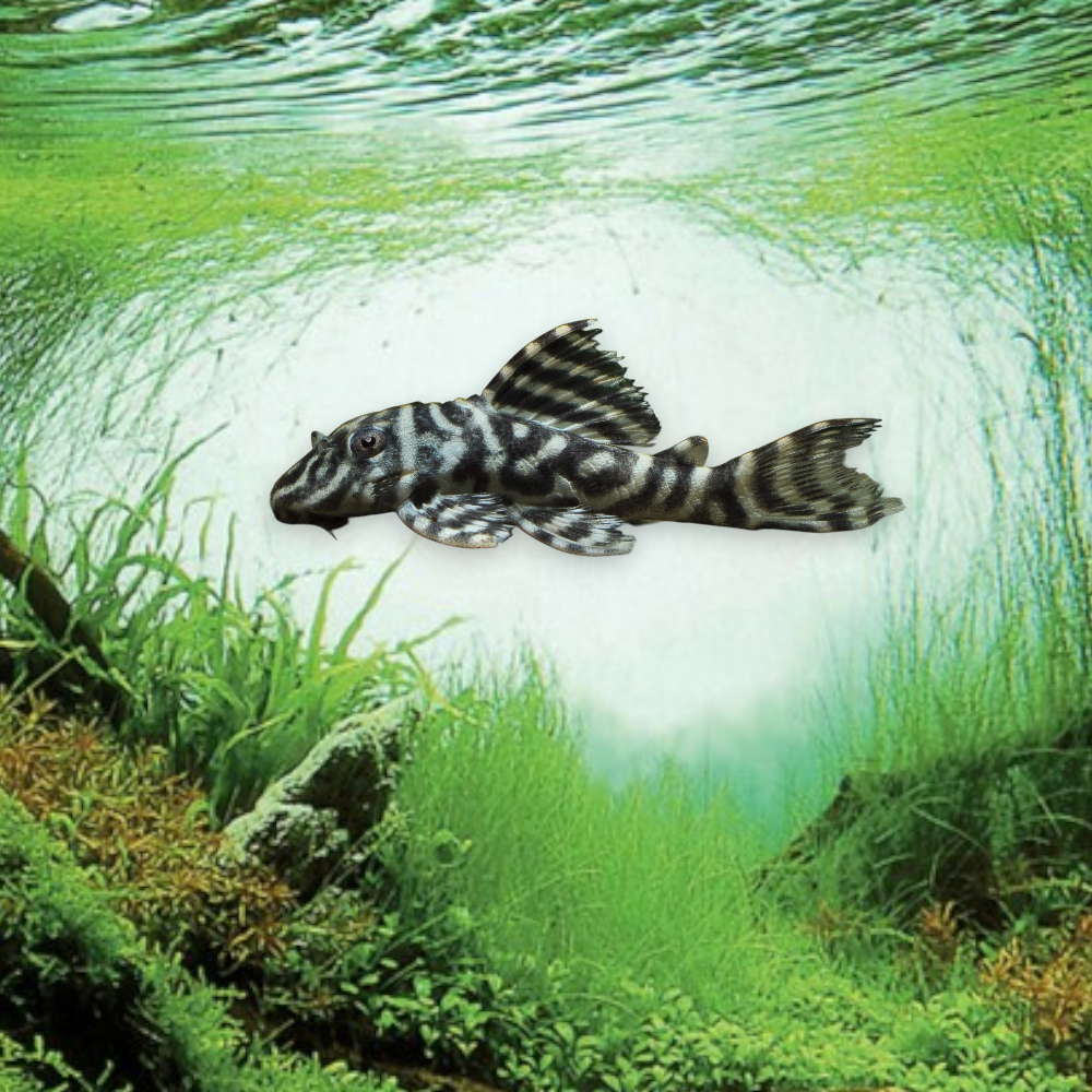 Peckoltia sp. L129 – Pleco Tigre Nain, juvénile 3-4 cm, bandes verticales brun foncé et beige-crème, rio Tapajós