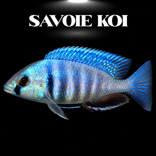 Placidochromis electra 6-8 cm — Deep Water Hap bleu nacré irisé du Lac Malawi, spécimen sélectionné | Savoie Koi