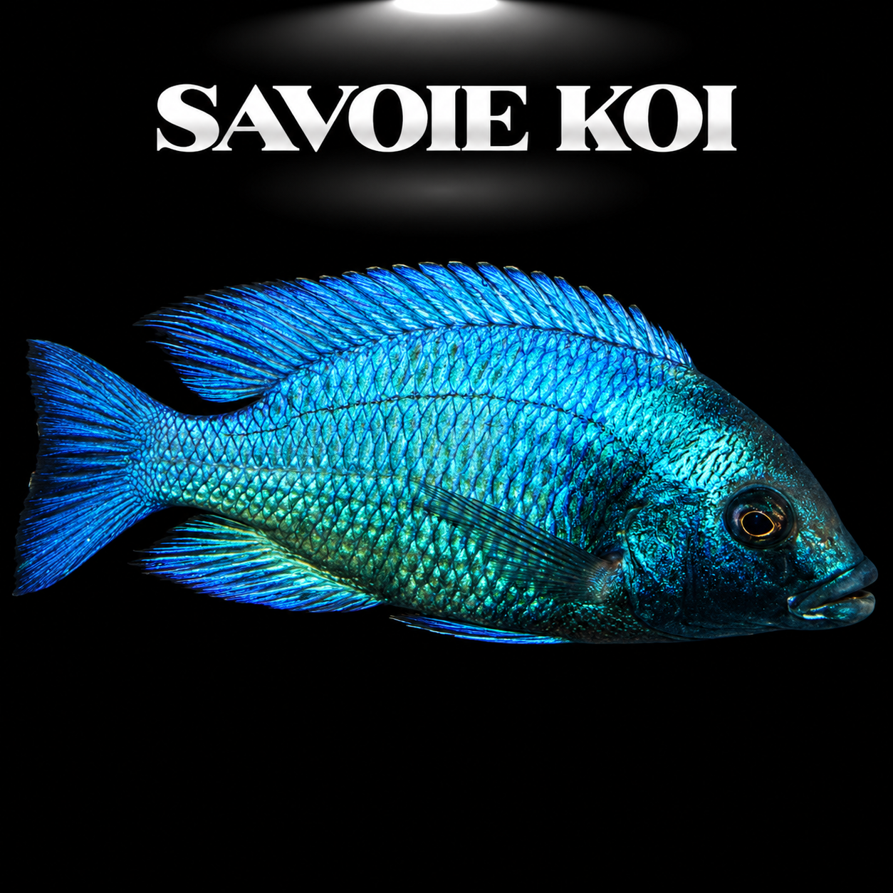 Placidochromis gisseli 6-7 cm — cichlide rare bleu turquoise argenté du Lac Malawi, espèce confidentielle pour aquariophile averti, spécimen sélectionné | Savoie Koi