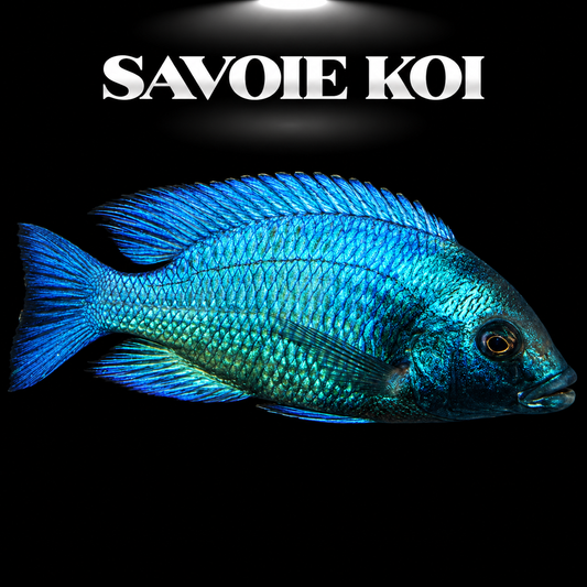 Placidochromis gisseli 6-7 cm — cichlide rare bleu turquoise argenté du Lac Malawi, espèce confidentielle pour aquariophile averti, spécimen sélectionné | Savoie Koi