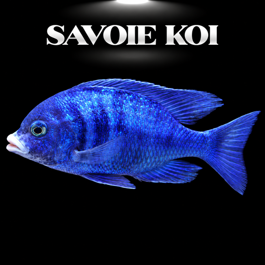 Placidochromis mdoka 8-9 cm — White Lips, cichlide bleu cobalt aux lèvres blanches immaculées du Lac Malawi, spécimen sélectionné | Savoie Koi