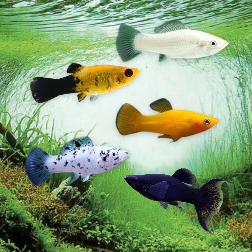 Molly mix vivipare poisson tropical pour aquarium communautaire