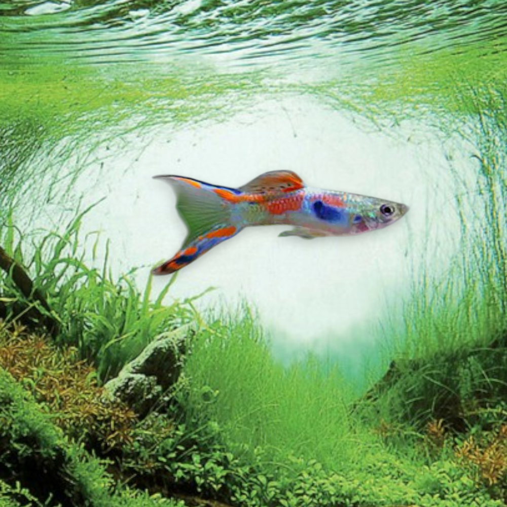 Poecilia wingei Endler mâle multicolore 2-3 cm poisson nano-aquarium