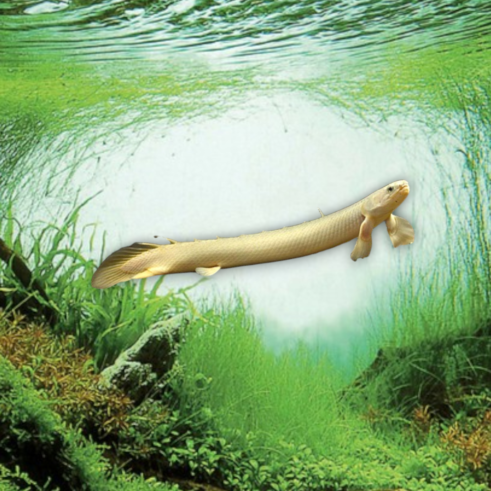 Polypterus senegalus – Bichir du Sénégal, 10-12 cm, silhouette serpentiforme gris-beige nacré, nageoires pectorales charnues caractéristiques