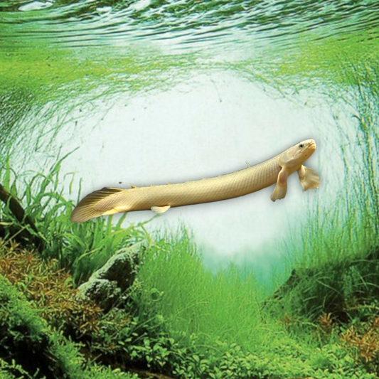 Polypterus senegalus – Bichir du Sénégal, 10-12 cm, silhouette serpentiforme gris-beige nacré, nageoires pectorales charnues caractéristiques