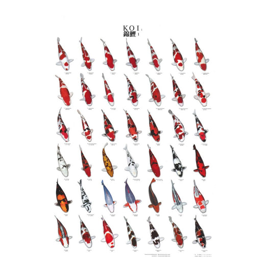 Poster vinyl de reconnaissance carpe koi