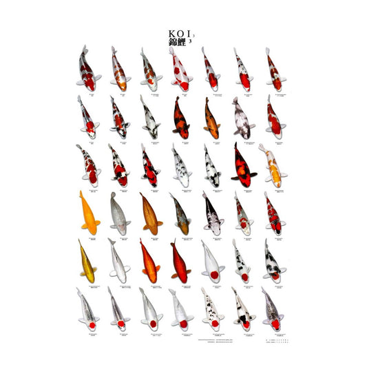 Poster vinyl de reconnaissance carpe koi