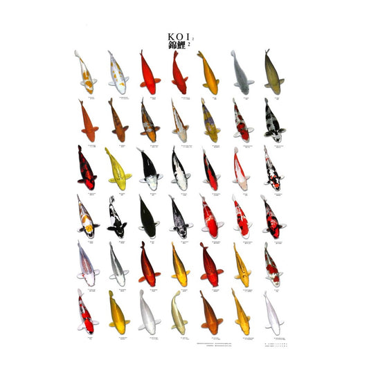 Poster vinyl de reconnaissance carpe koi