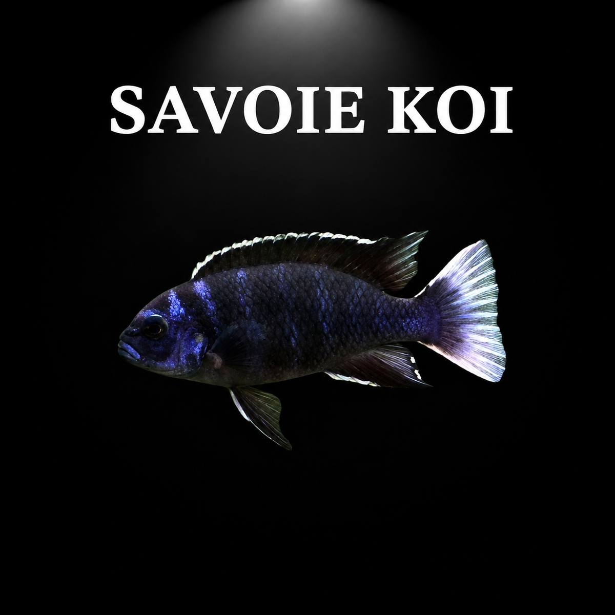 Pseudotropheus acei Ngara – mâle adulte bleu-violet foncé à reflets irisés, nageoire dorsale bordée de blanc et queue blanc-jaune, cichlidé Mbuna du lac Malawi – Savoie Koi