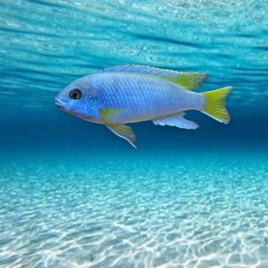 Pseudotropheus acei luwala cichlidé africain lac Malawi robe bleu ciel nageoires jaunes 5-6 cm