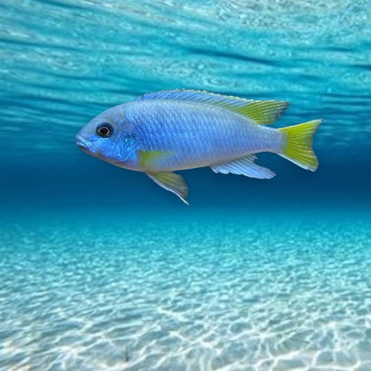 Pseudotropheus acei luwala cichlidé africain lac Malawi robe bleu ciel nageoires jaunes 5-6 cm