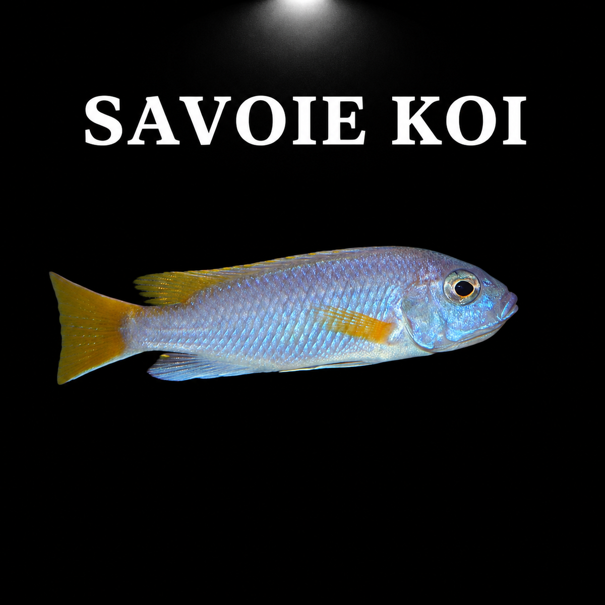 Pseudotropheus acei luwala cichlidé africain lac Malawi robe bleu ciel nageoires jaunes 5-6 cm